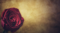 Soulrender's Lounge :: Royalty Free Music - Black Rose